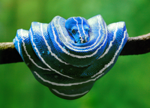 牙十分巨大,常被误认为是毒蛇)与更常见的玉米蛇不同,绿树蟒和翡翠树