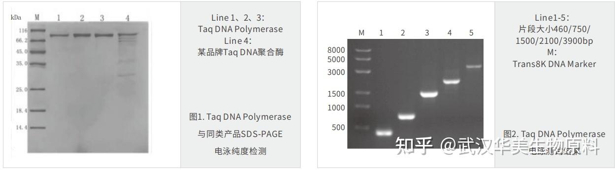 PCR酶选择指南 - 知乎