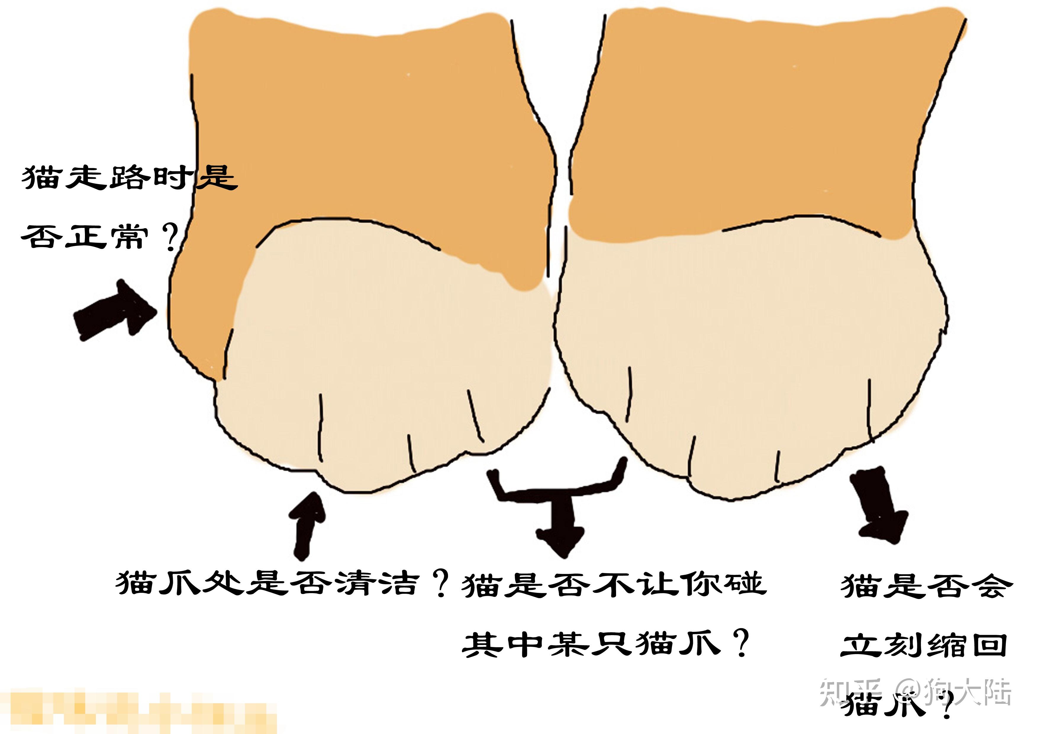 猫不给碰“猫爪”,并非是讨厌你,而是有这些原因 - 知乎