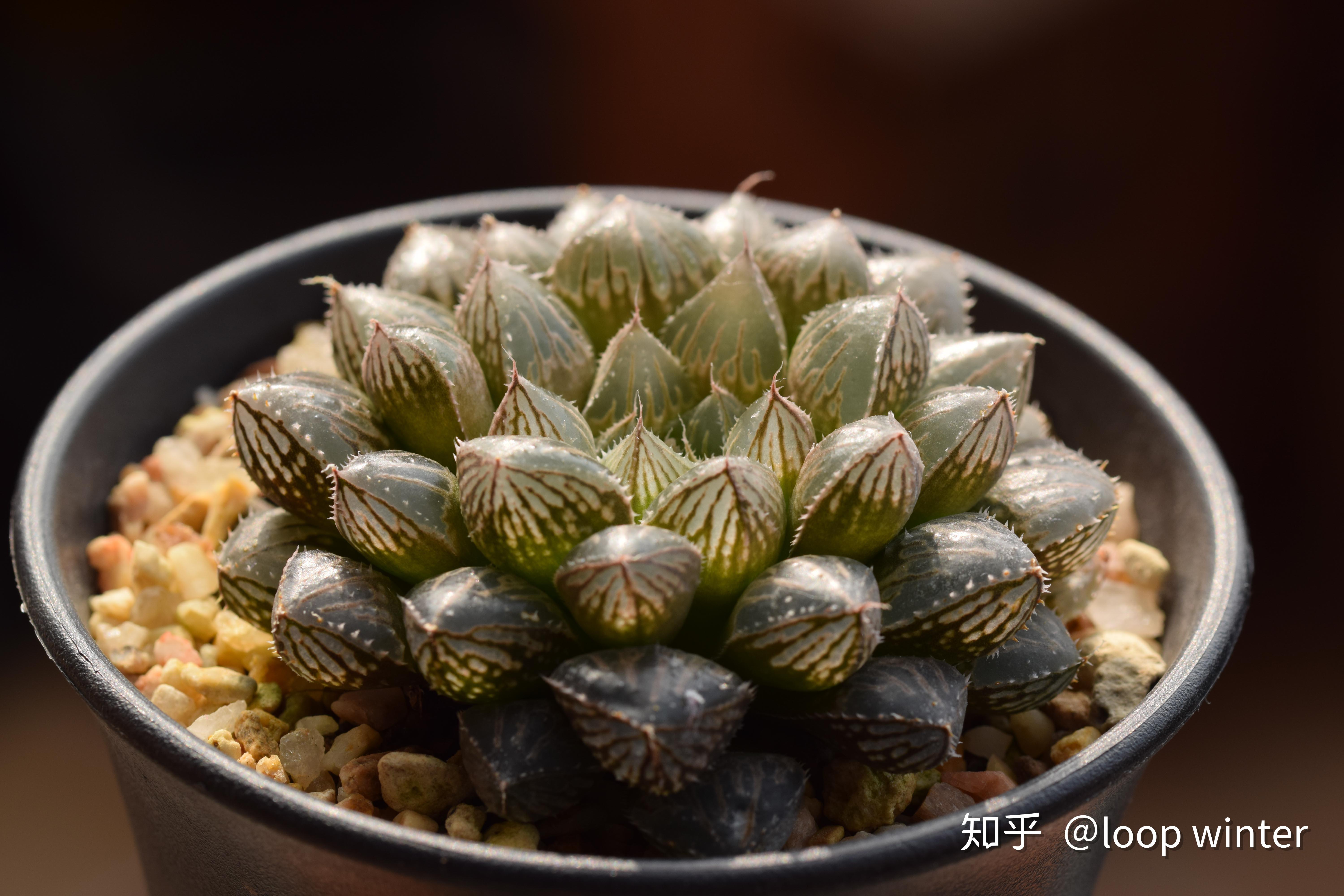 从入门到精通玉露品种介绍