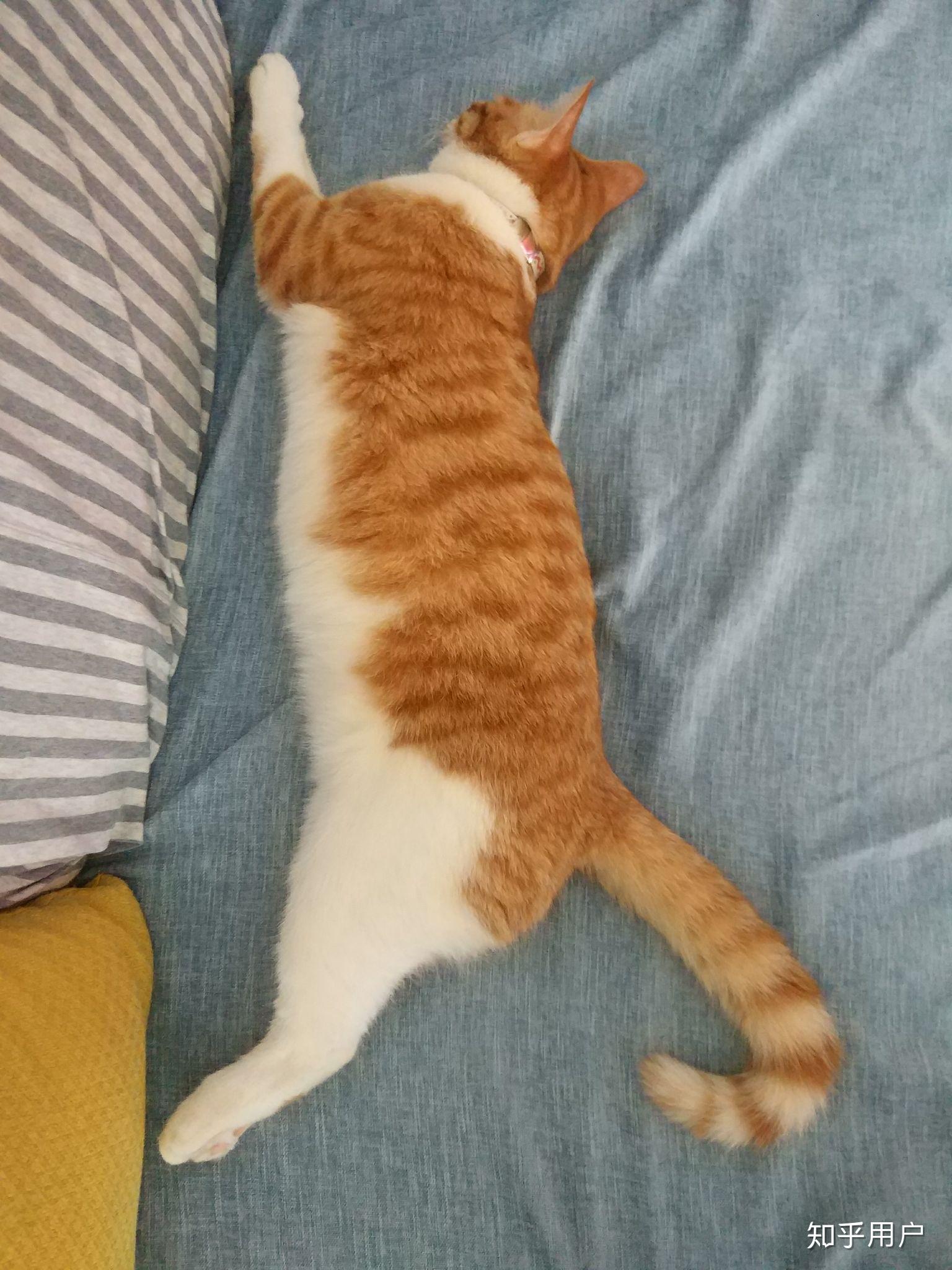 偶尔听说橘猫基本都是公的大家只说橘猫胖然而公猫的体型普遍都会比较