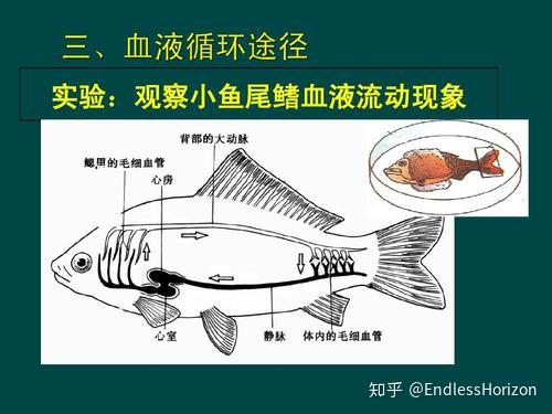 鱼的血液储存在哪 鱼的血管在哪个位置 丹若网