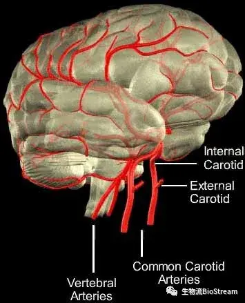 大脑的动脉供血系统是一个宏大且精细的工程 知乎