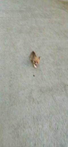 兔子的耳朵为什么会耷拉下来 v2-f46713d725d564bb473d6d612fbf9563.jpeg