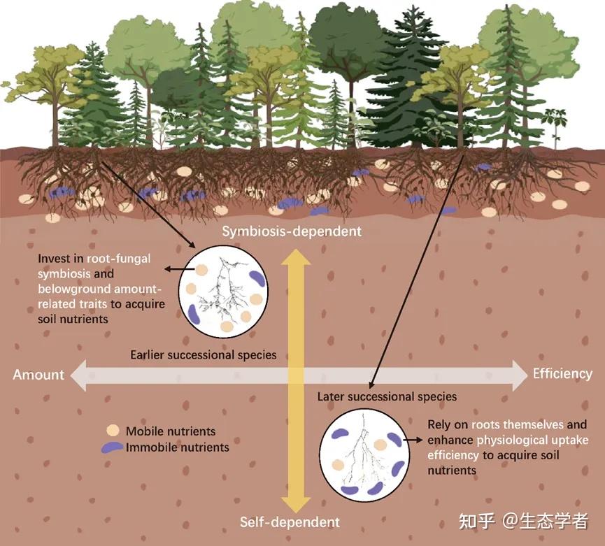New Phytologist 地理资源所寇亮、王辉民研究员等揭示演替早期森林根经济空间及物种共存地下基础 知乎 
