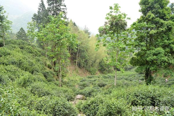 红茶发源地的历史故事--武夷山桐木关 - 知乎