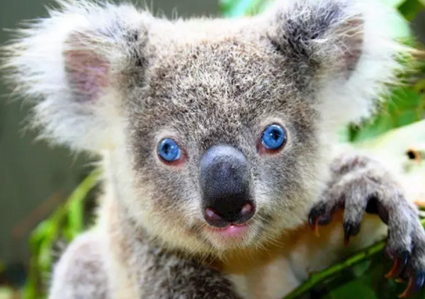 考拉koala加速器app-考拉的正确读音是什么?-柒捌玖加速器