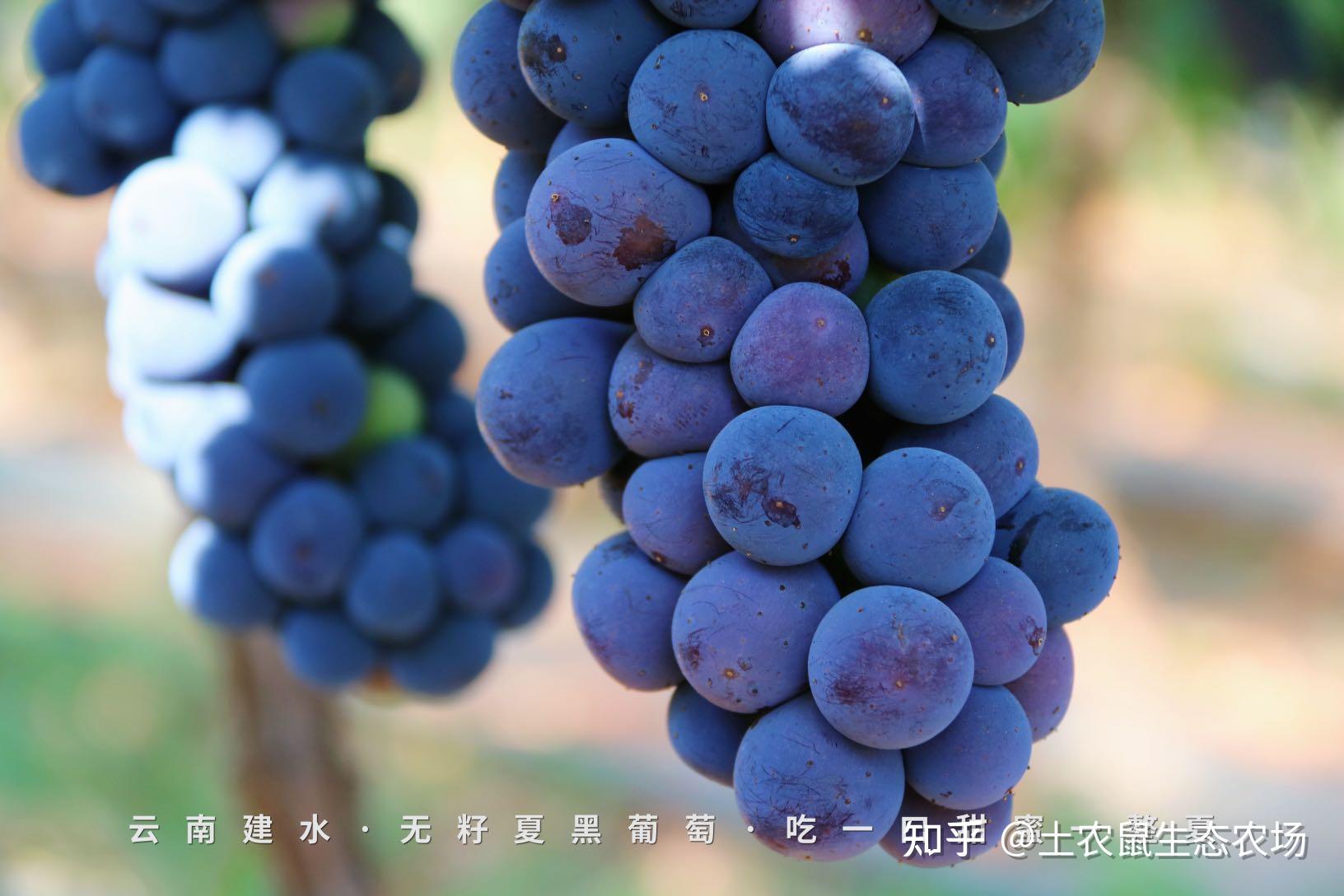土农鼠生态农场:云南夏黑葡萄·吃一口甜蜜一整夏 - 知乎