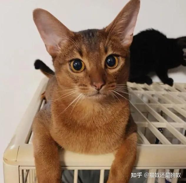 猫品种排行榜前十名,第一名有钱也难买