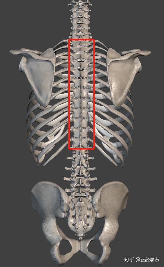 胸椎侧面图图片