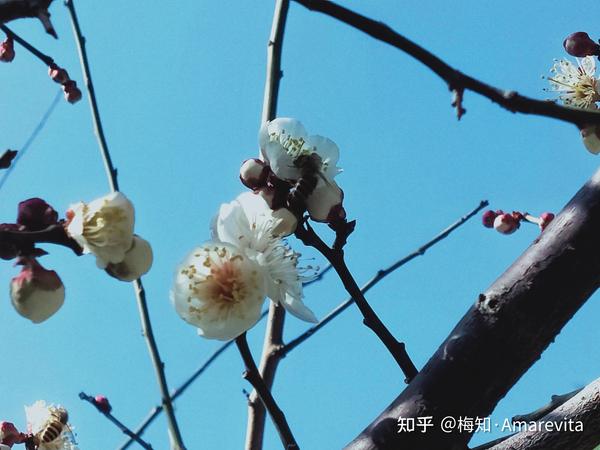 蜜蜂 二月九日 21年 365日 一日七话题 知乎