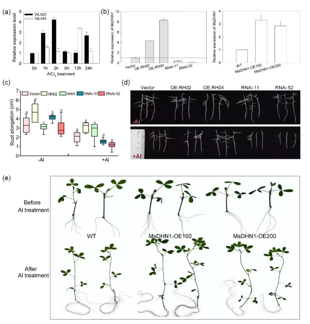 上海交大安渊团队发现紫花苜蓿根系耐铝新机制!
