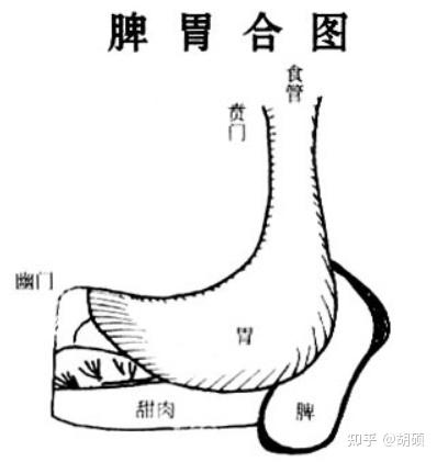 中医藏象——脾与胃的联系与区别 - 知乎