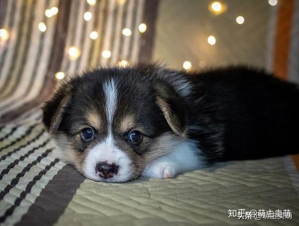 柯基耳朵立了又塌怎么办常见的狗狗耳朵立了又塌并不是病 知乎