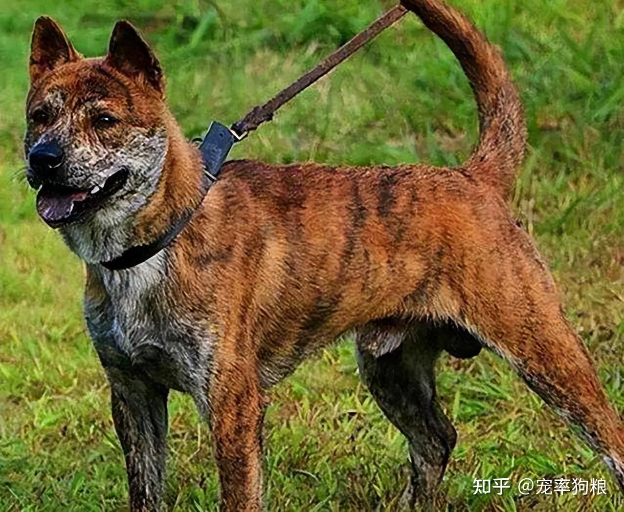 这几种"国产猎犬"都很厉害,可惜数量已经不多了!