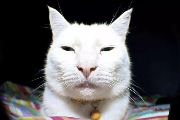 全世界最丑的猫都在这了，笑到飙泪！！！ - 知乎