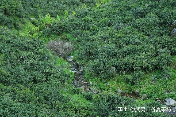 世界红茶的始祖 武夷山桐木关正山小种 - 知乎