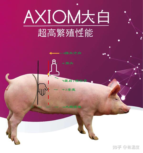 种猪的背膘测定 - 知乎