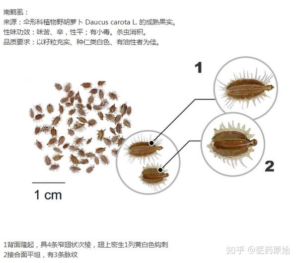 带你识别鹤虱 - 知乎