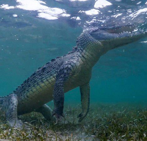 鱷設崩塌鱷魚是一種什麼樣的動物