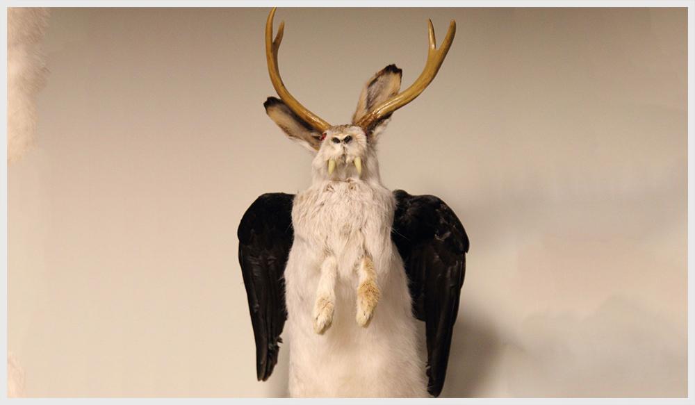 孙叔公科普鹿角兔的传说你听说过吗