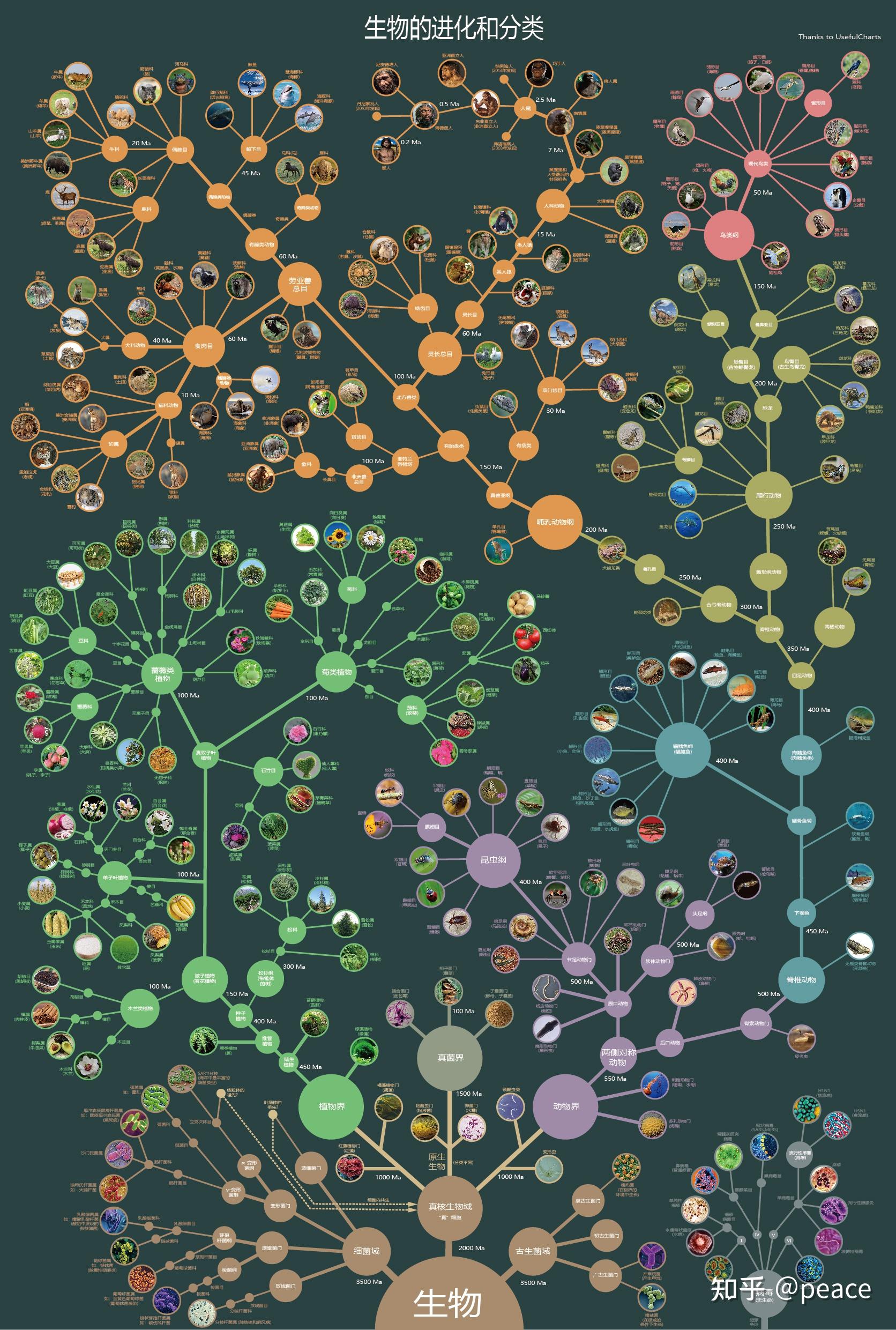 生物的进化和分类 - 知乎