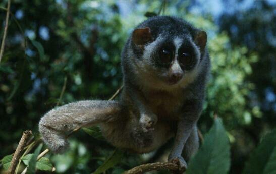 那些有些萌的 凶物 知乎