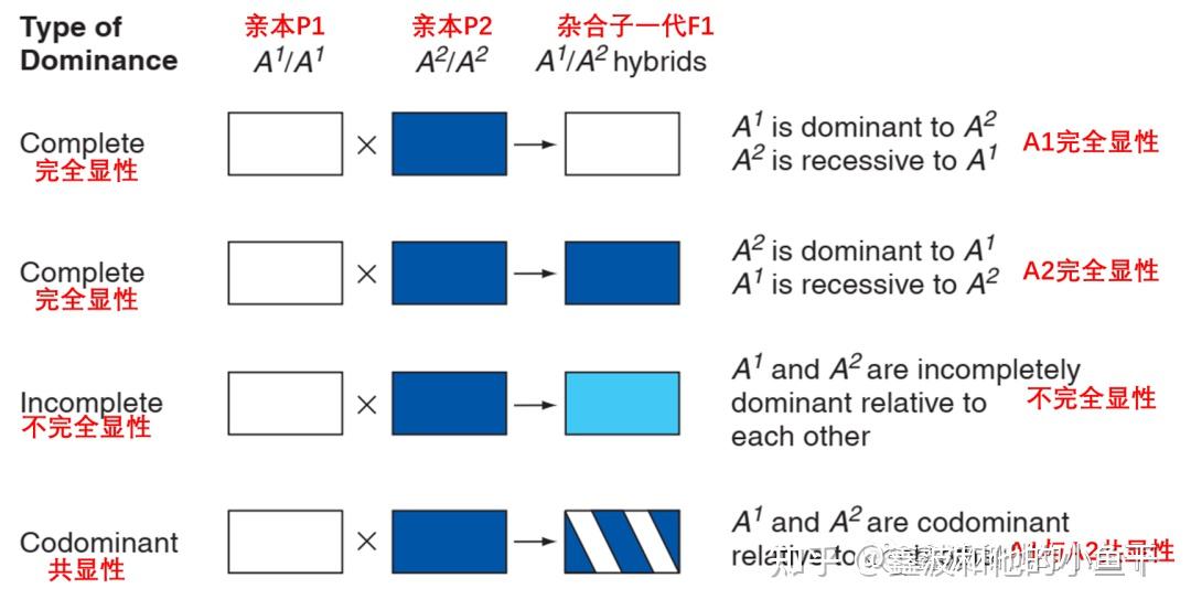 遗传学「镶嵌显性」 - 知乎