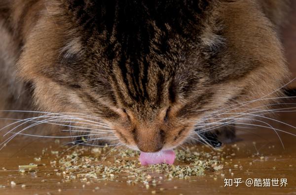 关于猫薄荷的7个事实 养猫的你应该知道 知乎