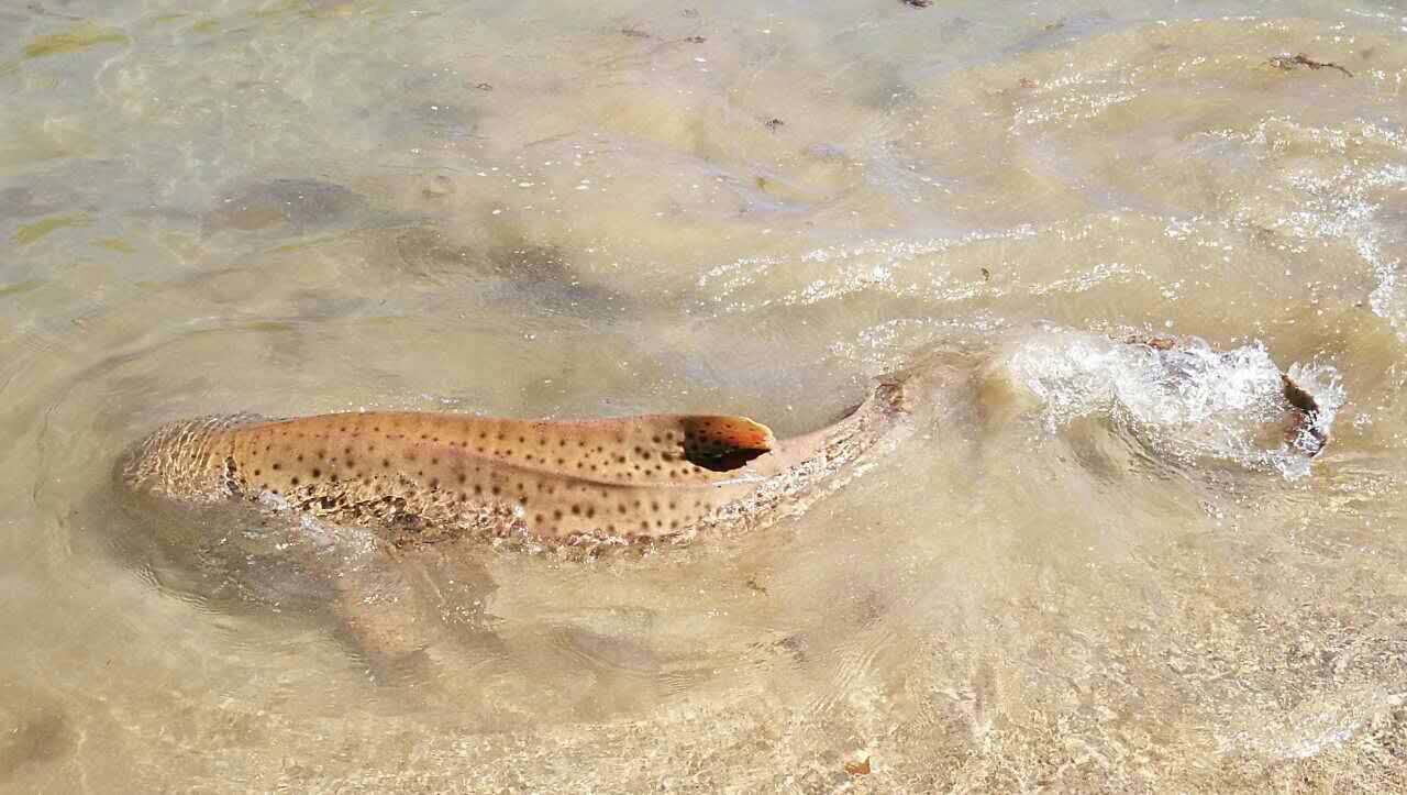 国内有没旅行社有去斐济的团?