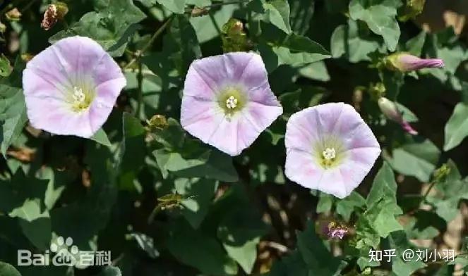 诗经188-2我行其野注释1 - 知乎