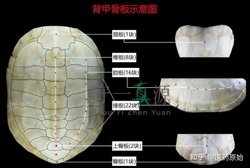 5～22cm,宽6～18cm;外表面棕褐色或黑褐色,脊棱3条;颈盾