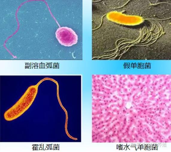 了解弧菌五大基本特性，你才能高效地去防控水产弧菌病！ - 知乎