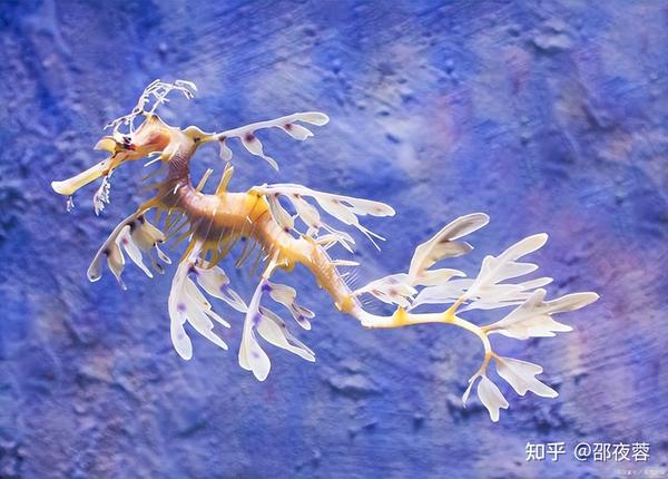 动物科普:别样的“龙”——海龙 - 知乎