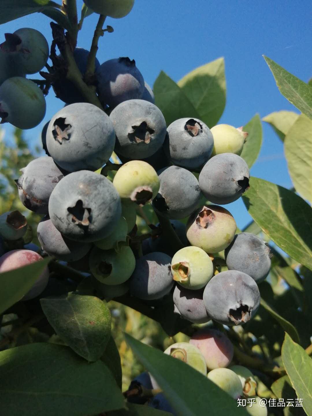 云南高山蓝莓 露天生长、果实各个圆鼓鼓 自然果粉新鲜厚实……__财经头条