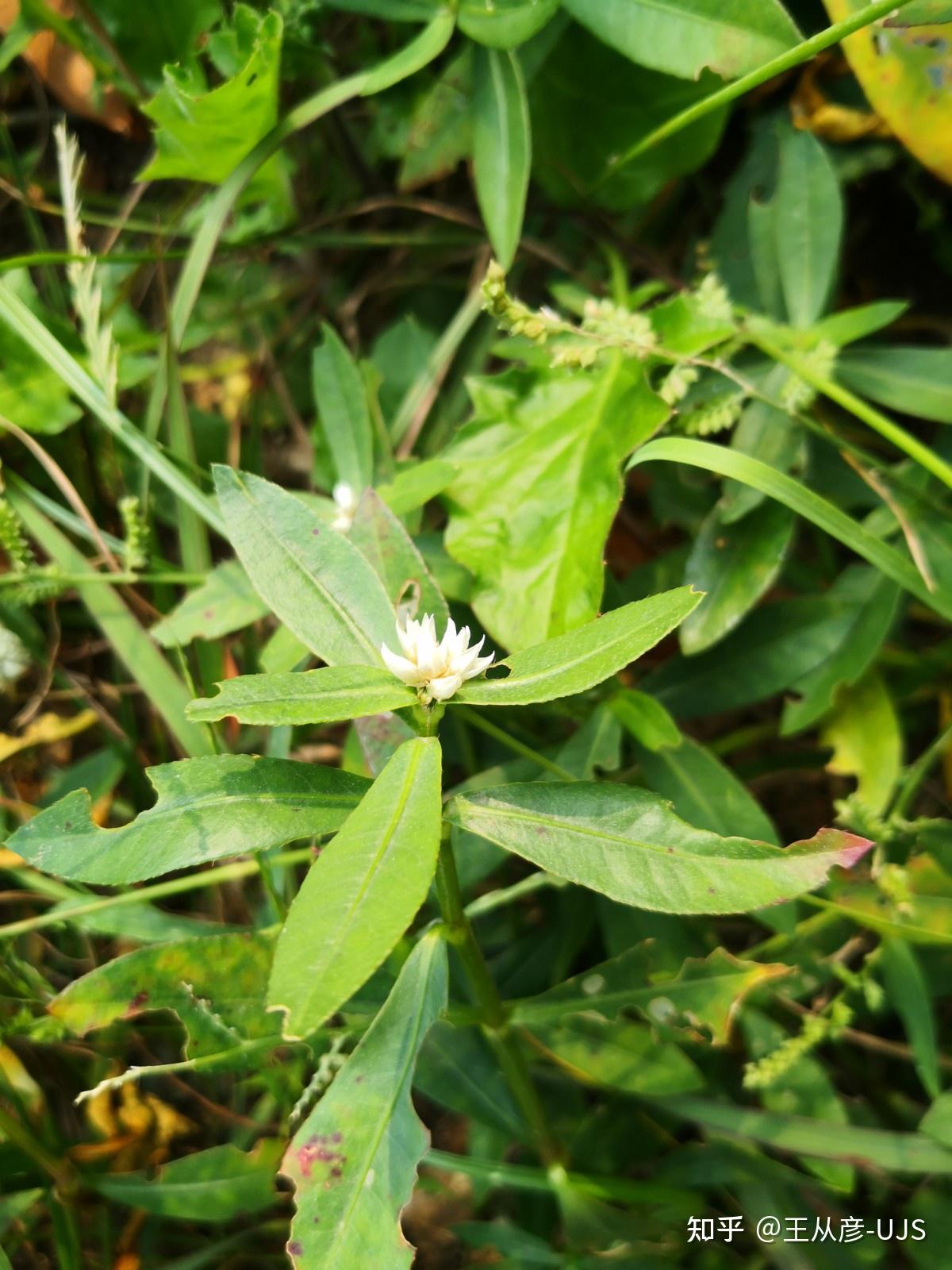 入侵植物空心莲子草/喜旱莲子草/水花生