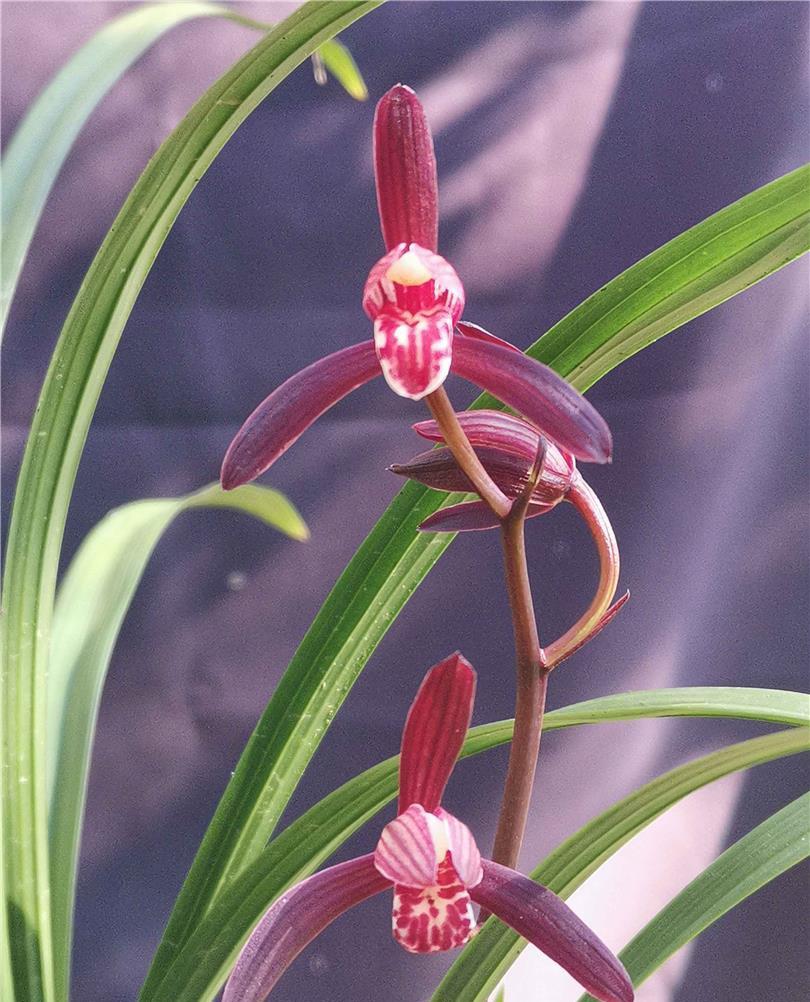 兰花鉴赏建兰三剑客之首墨宝花开灵动红艳形似蜻蜓飞舞