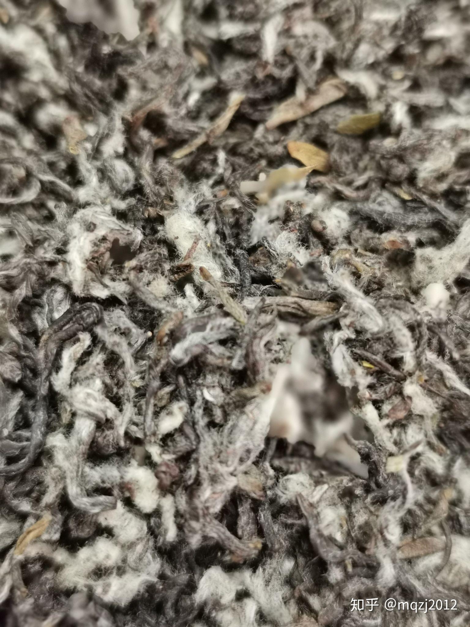 请问这样的碧螺春是发霉了还是茶毫呢