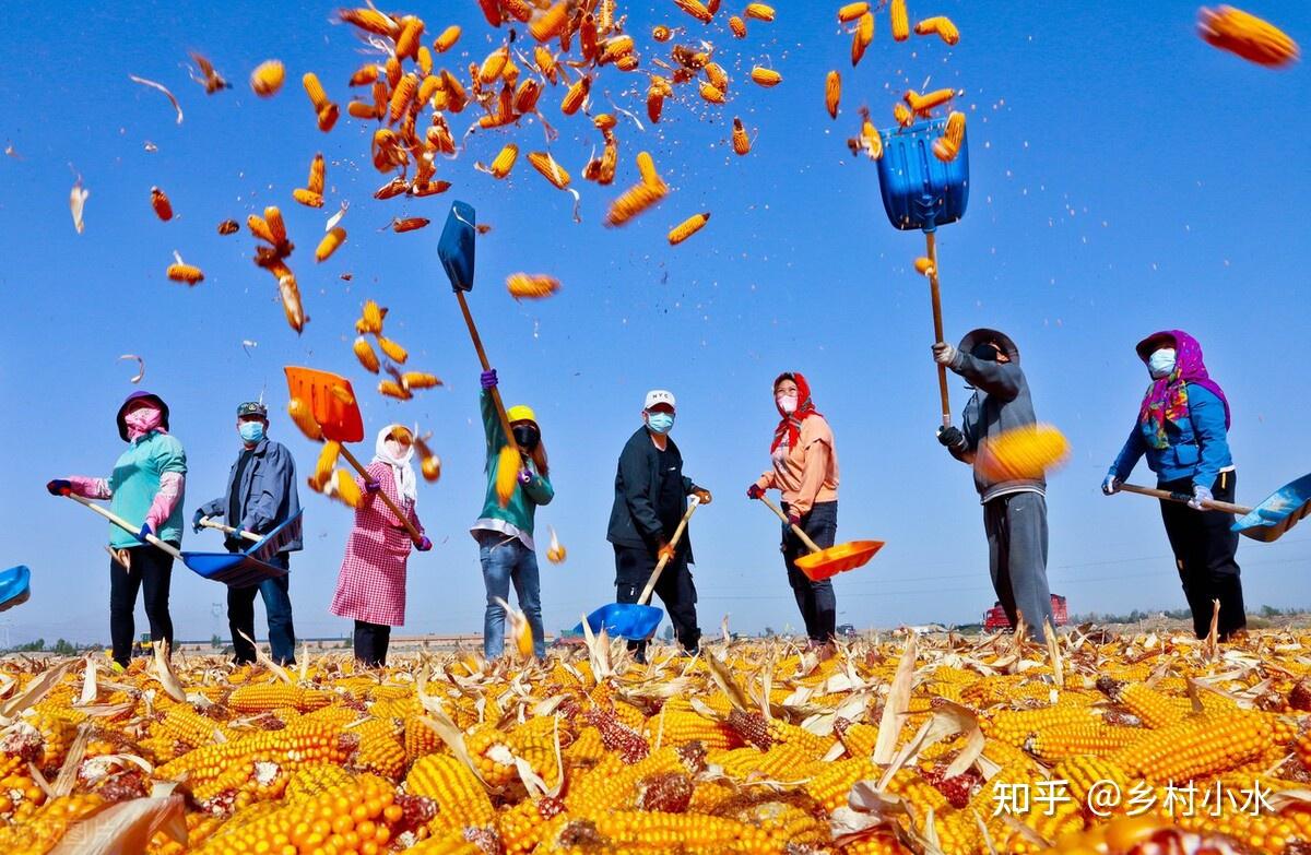 苗前除草和苗后除草哪个好?很多农民做错了!