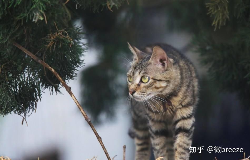 我国的几大本土名猫,你都认识那些? - 知乎
