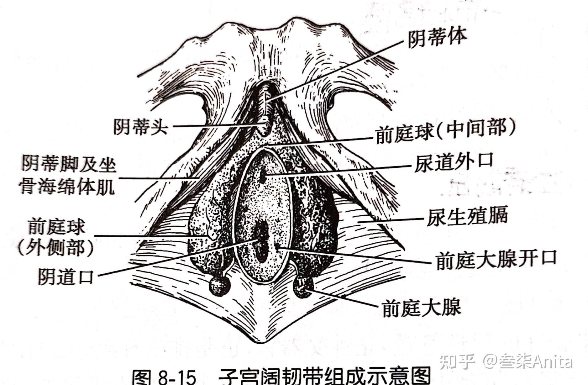 护理解剖知识点(中德对照) - 知乎