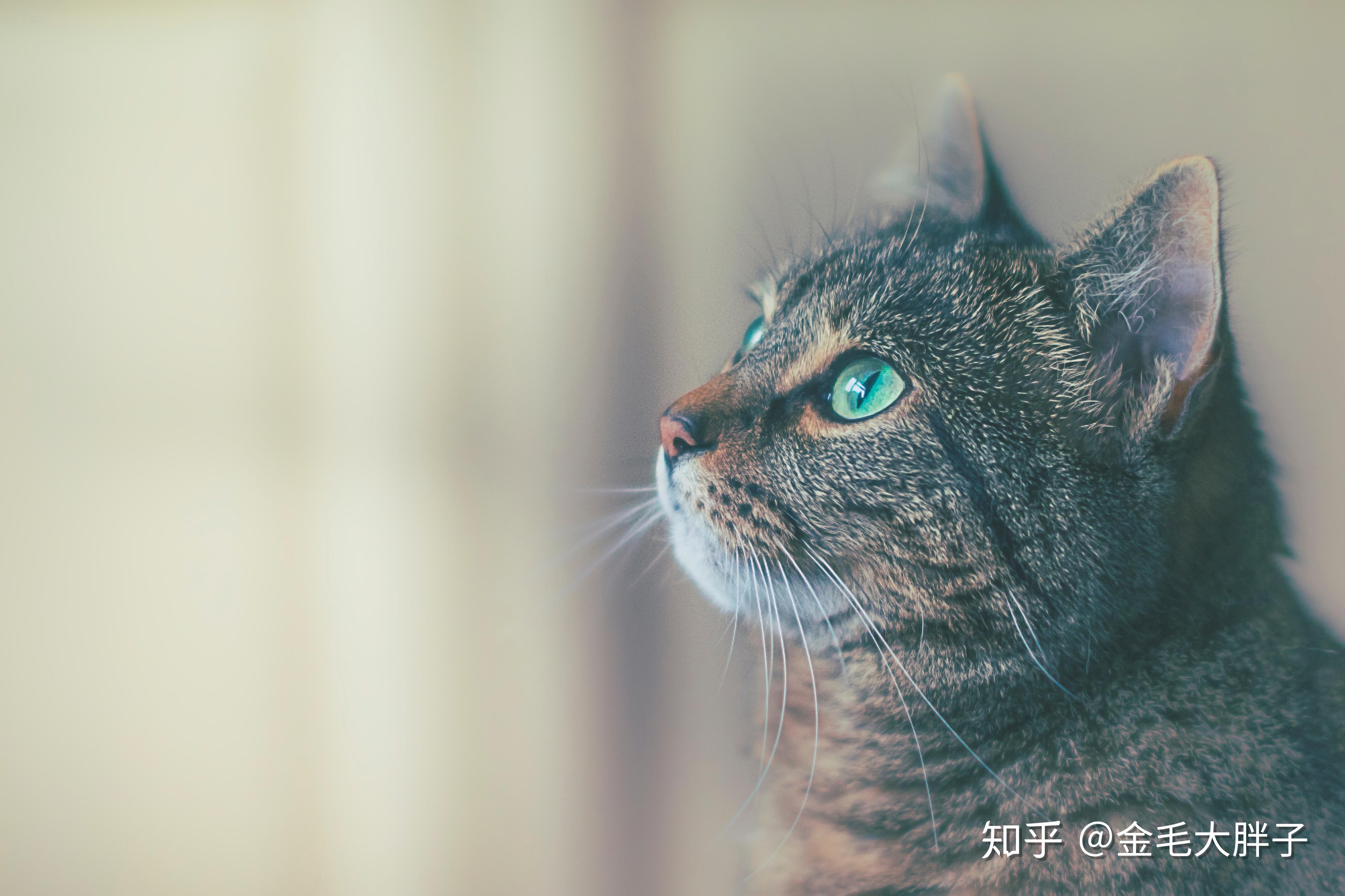 v2-f5072ed325ade6a0dfd0a14706986879_r.jpg