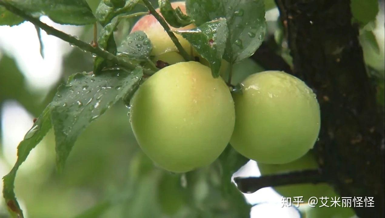 日本紀錄片人生果實