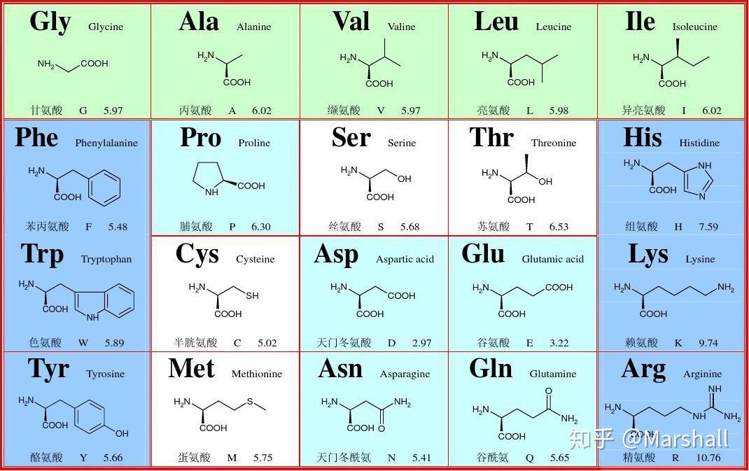 氨基酸分子式结构简式图片