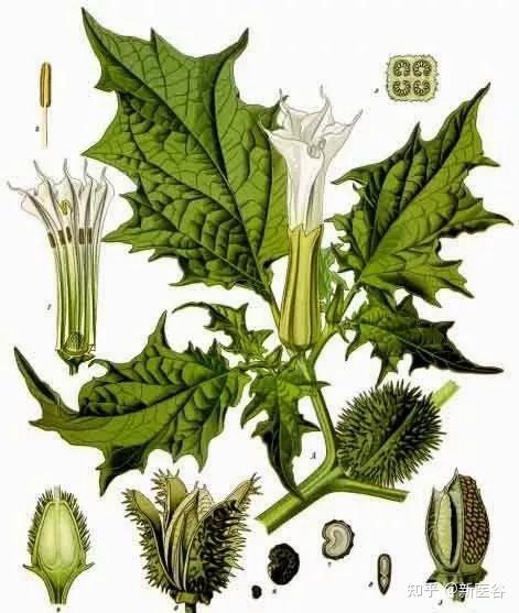 谷谷给你介绍曼陀罗及其功效