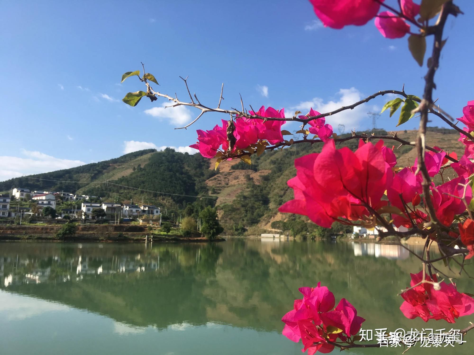 西林县：冬日油菜花盛开 美了乡村醉了游人 - 广西县域经济网