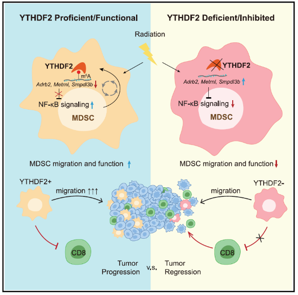 表观快讯| Cancer Cell：何川/罗成等合作发现抑制YTHDF2可增强放疗的抗肿瘤疗效 - 知乎