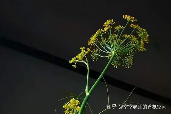 备考ifa 七周学会68种芳香植物拉丁文名 二 知乎