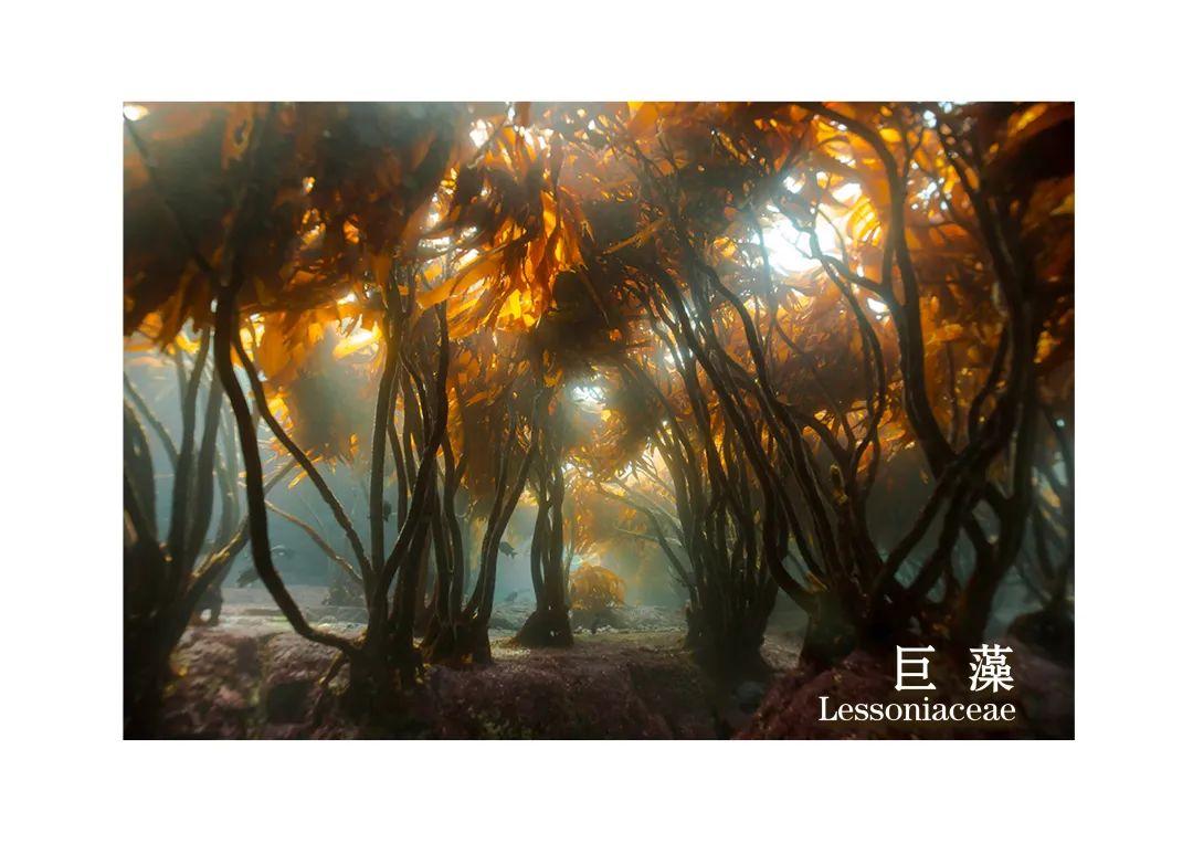 最新海藻大全(一)|来看看你认识几种? - 知乎