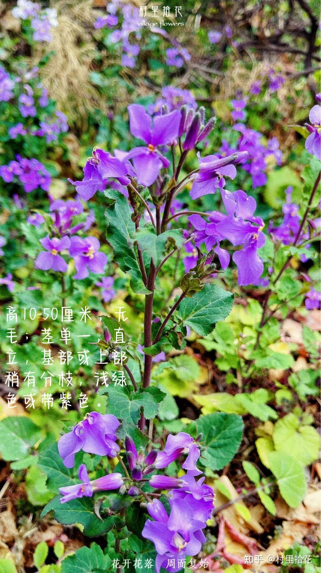 诸葛菜我真的有那么好吃吗